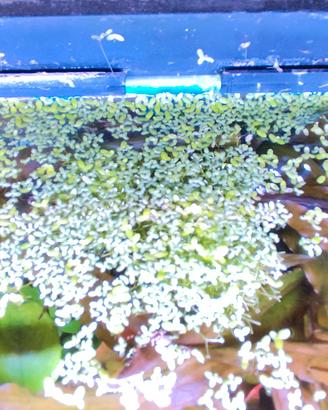 Lemma minor. Lenticchia d'acqua Piante acquario