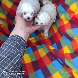 Due maltipoo maschi