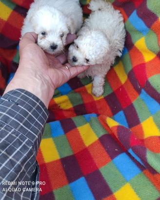 Due maltipoo maschi