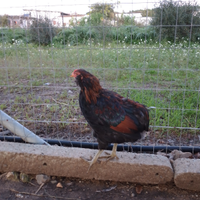 Galli amrock araucana