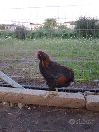 Galli amrock araucana