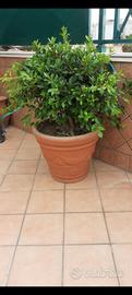 piante grandi bonsai complete di vasi in vetroresi