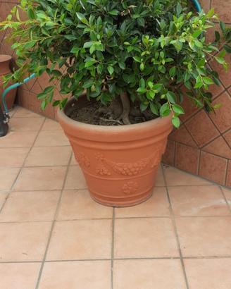 piante grandi bonsai complete di vasi in vetroresi