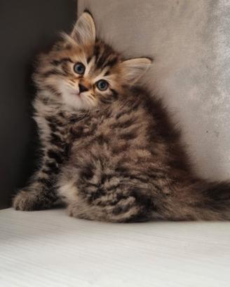 Disponibile Cucciolo di Gatto Siberiano (MASCHIO)