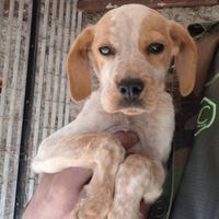 Cucciolo maschio taglia media