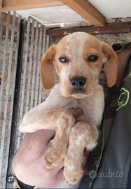 Cucciolo maschio taglia media