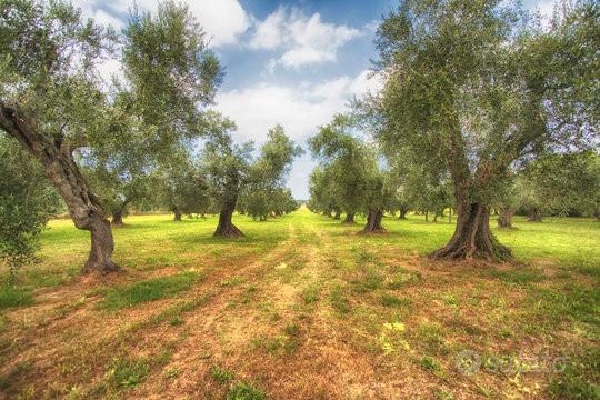 Terreno Agricolo Uliveto pianeggiante