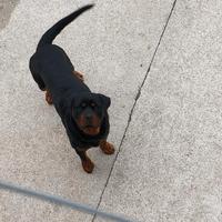 Rottweiler da monta