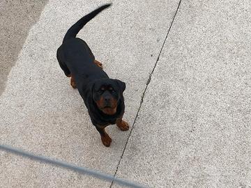 Rottweiler da monta