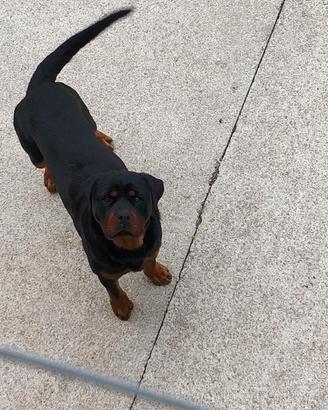 Rottweiler da monta