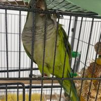 Parrocchetto monaco + gabbia