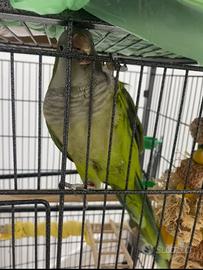 Parrocchetto monaco + gabbia