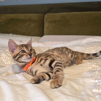 Bengala gatto con Pedigree Anfi