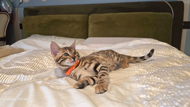 Bengala gatto con Pedigree Anfi