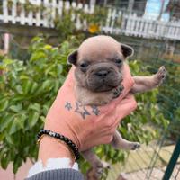 Bulldog francese