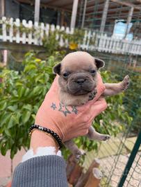 Bulldog francese