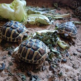 Tartarughe terrestri