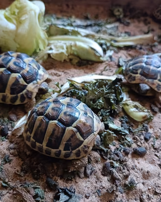 Tartarughe terrestri