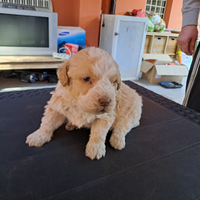 Cuccioli legotto