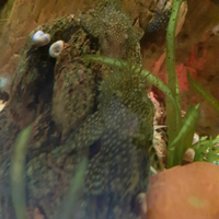 Pulitore acquario tropicale