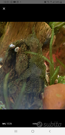 Pulitore acquario tropicale