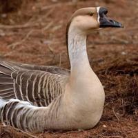 Oca Cignoide