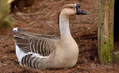Oca Cignoide