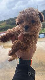 Barboncino min itoy red