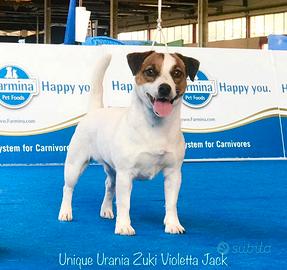 Splendida femmina jack russell