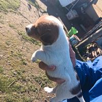 Stupendi cuccioli di Jack Russell gamba corta femm