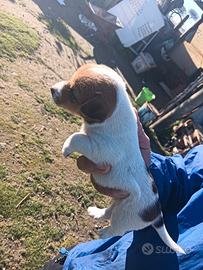 Stupendi cuccioli di Jack Russell gamba corta femm