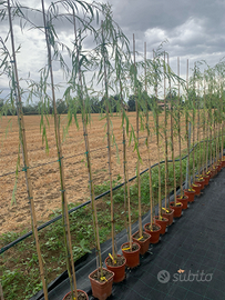 Piante di salice piangente, noci e querce