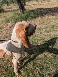 Bracco italiano