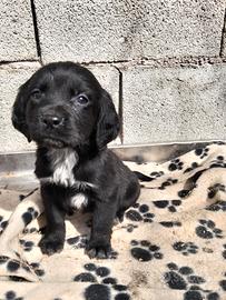 Cucciola di bracco cocker