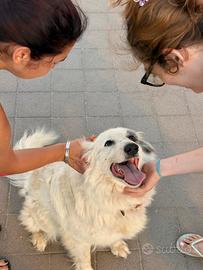 TITTY e TONY: sogno dietro le sbarre di un recinto