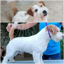 Jack Russell Maschio