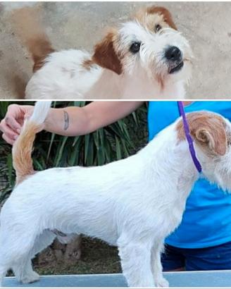 Jack Russell Maschio
