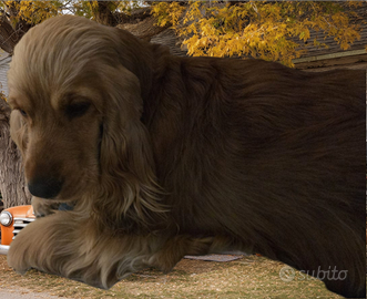 Cocker spaniel inglesi nati il 16/08/2024