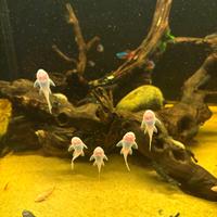 Ancistrus