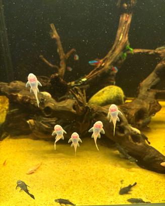 Ancistrus