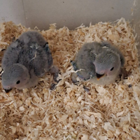 Piccoli di inseparabili