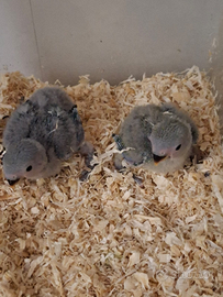 Piccoli di inseparabili