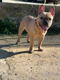 Cucciolo Bulldog francese