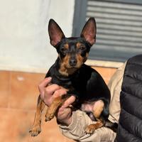 Pincher per accoppiamento