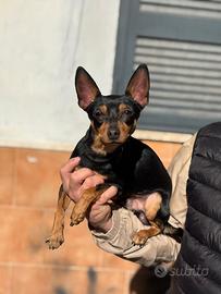 Pincher per accoppiamento