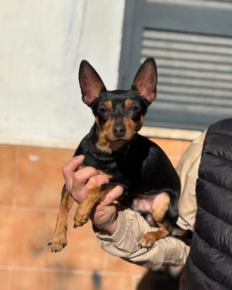 Pincher per accoppiamento