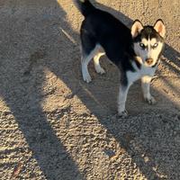 Siberian Husky