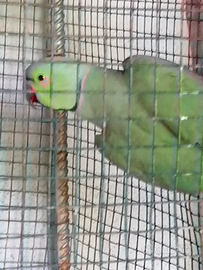 Parrocchetto dal collare