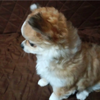 Cucciola di chihuahua pelo lungo
