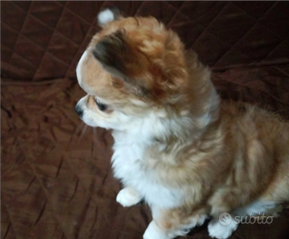 Cucciola di chihuahua pelo lungo